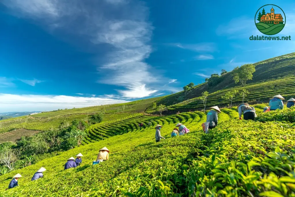 Giá Tour Đà Lạt 1 Ngày Từ TP.HCM