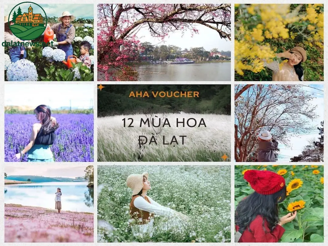 Những địa điểm hấp dẫn để ngắm hoa tại Đà Lạt - Khám phá cảnh đẹp mỗi góc phố