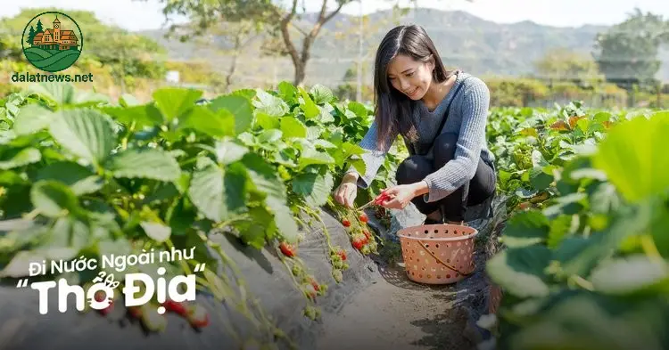 Các tour du lịch khám phá nông trại dâu tây và hoa Đà Lạt - Top lựa chọn hàng đầu