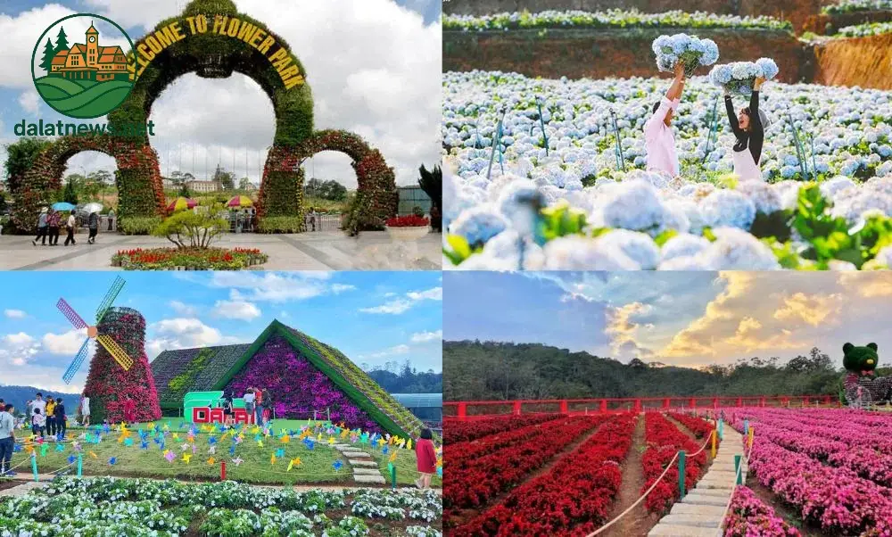 Festival Hoa Đà Lạt 2025 - Lễ Hội Thành Phố Mộng Mơ 3 Tại sao nên tham gia Festival Hoa Đà Lạt 2025?