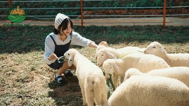 Điều gì khiến Frenzy Farm trở thành nông trại cừu đặc biệt? 1 Phương pháp chăn nuôi tiên tiến