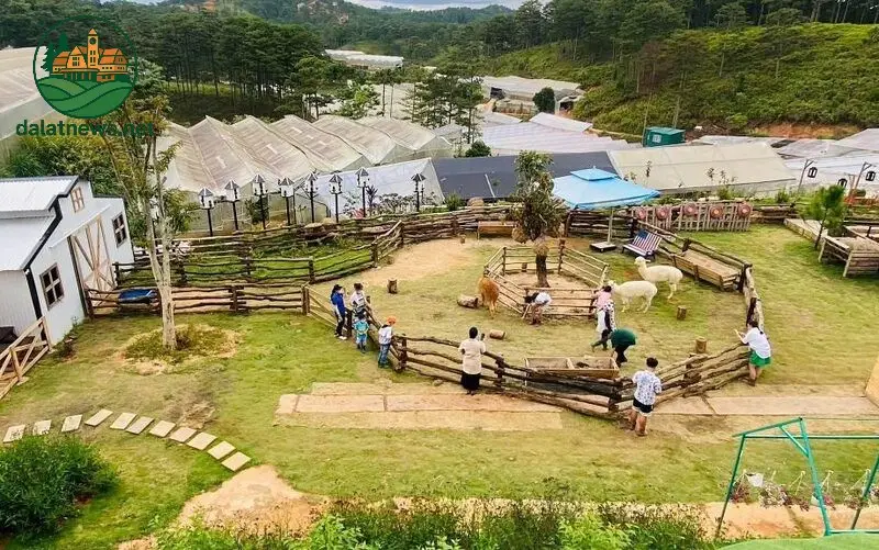 Điều gì khiến Frenzy Farm trở thành nông trại cừu đặc biệt? 2 Tác động xã hội và môi trường