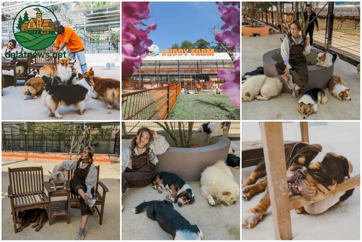 nong trai cun puppy farm 68dc215b7b667