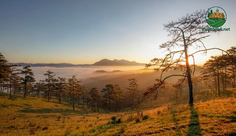 Lịch Sử Rừng Thông Đà Lạt Có Từ Bao Giờ? 2 Thời Kỳ Pháp Thuộc và Sự Can Thiệp Có Hệ Thống