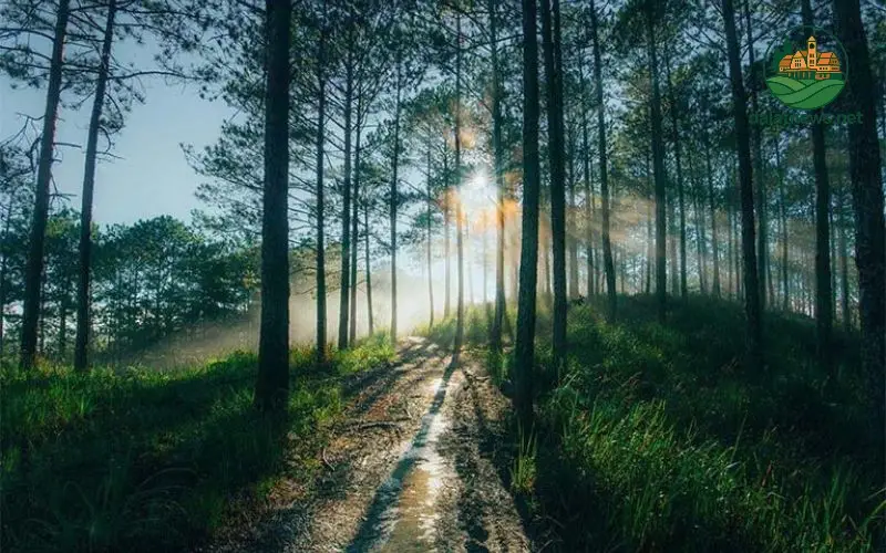 Lịch Sử Rừng Thông Đà Lạt Có Từ Bao Giờ? 3 Giai Đoạn Sau 1975 và Quản Lý Rừng Hiện Đại