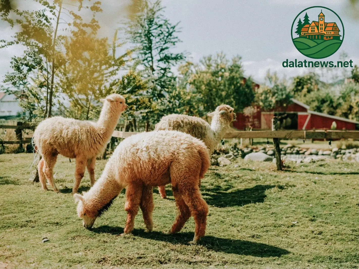 Chika Farm Đà Lạt Hot Nhất Thành Phố Ngàn Hoa 2 chika farm da lat hot nhat thanh pho ngan hoa 694030ca88c95