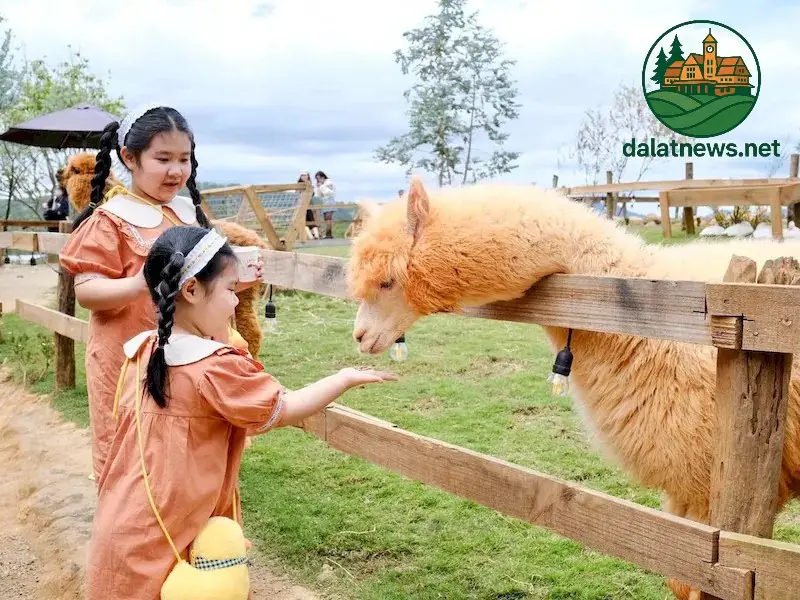 Những Hoạt Động Vui Chơi Giải Trí Khác Tại Chika Farm Những Hoạt Động Vui Chơi Giải Trí Khác Tại Chika Farm