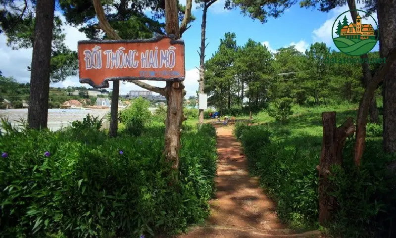 Vẻ Đẹp Thiên Nhiên và Không Gian Yên Bình Tại Đồi Thông Hai Mộ Vẻ Đẹp Thiên Nhiên và Không Gian Yên Bình Tại Đồi Thông Hai Mộ