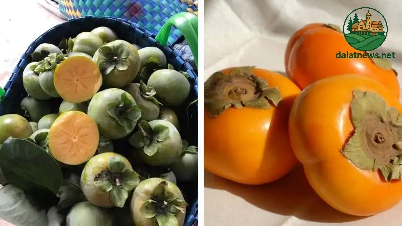 Phân Biệt Dựa Trên Mùa Vụ và Thời Gian Bảo Quản