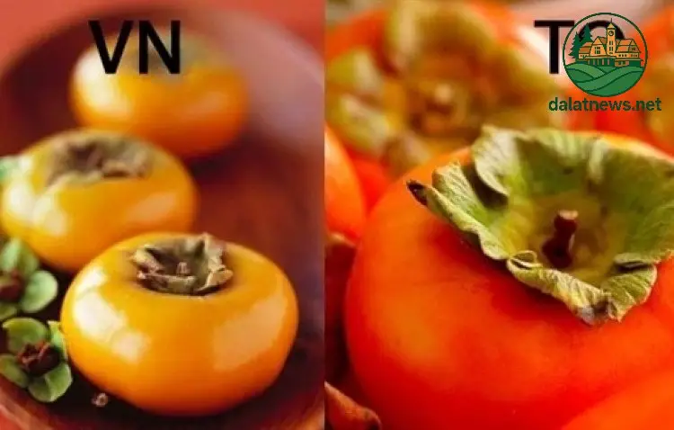 Các Loại Hồng Đà Lạt Phổ Biến và Đặc Điểm Riêng