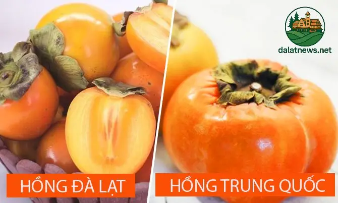 hong da lat 6965ed2a71ae3