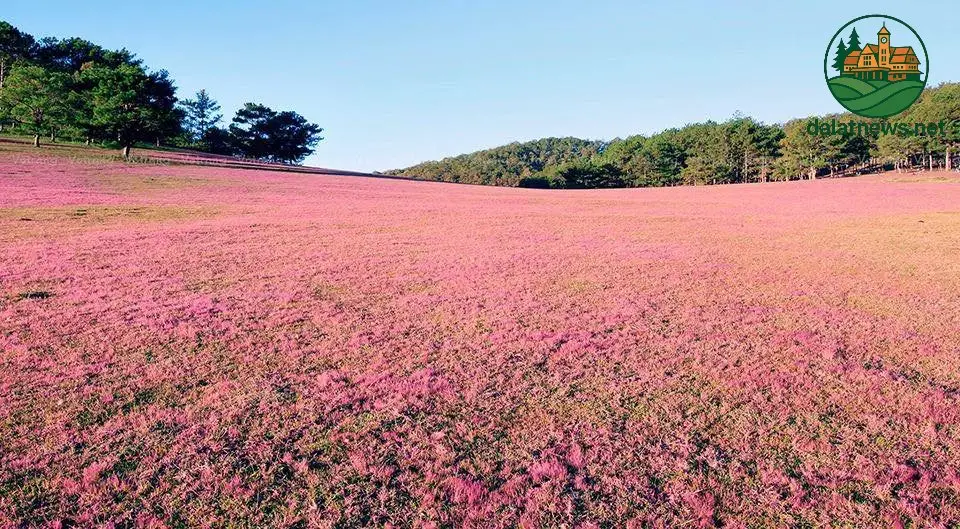 mua co hong da lat 6963821f537d4
