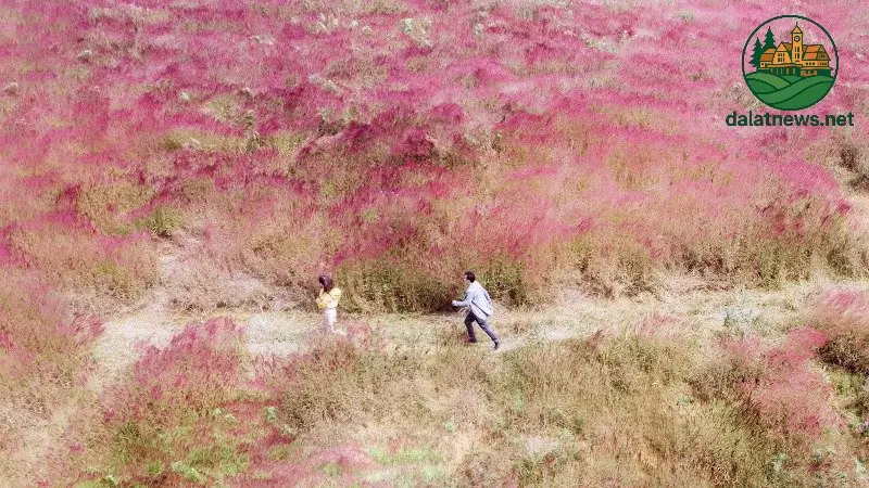 Top Các Địa Điểm Ngắm Cỏ Hồng Đà Lạt Đẹp Nhất