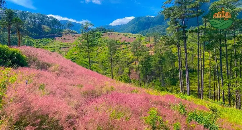 Đồi Cỏ Hồng Trại Mát - Xuân Trường