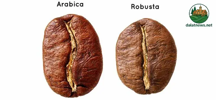 Đặc điểm sinh học và điều kiện trồng trọt